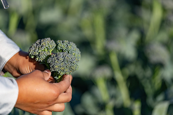 Sibsey_Broccoli_25