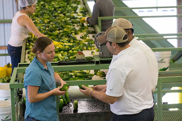 PicklingCucumber_Vlaspik_Processing_MI_0326