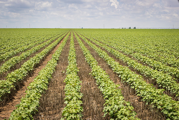 RRXCottonTexas_cdp_5449