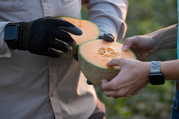 Seminis2021_AZ_305