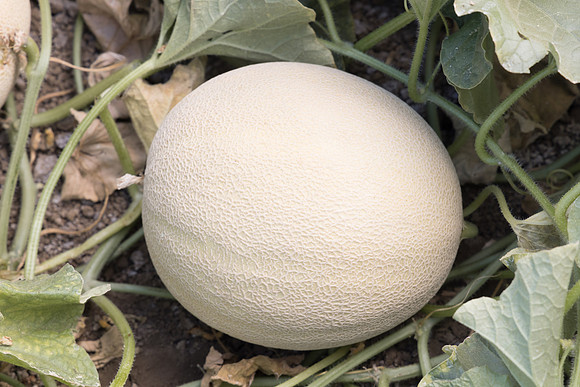 Melon_N7609_2