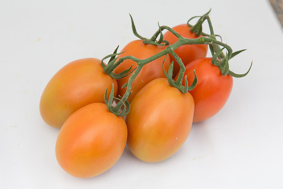 Tomato_4179_MX_Group_0017