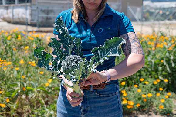 Skymark_Broccoli_78