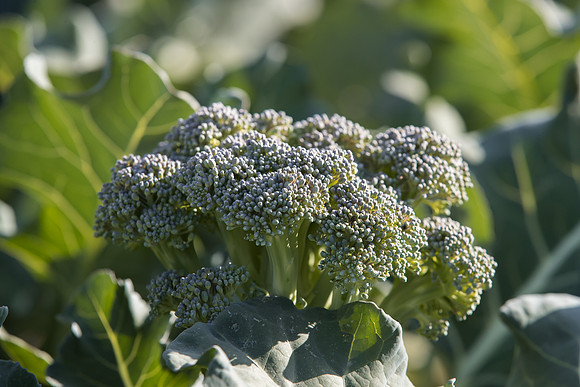 Broccoli_Legacy_CA_0017