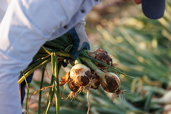 Seminis2022_Idaho_1356