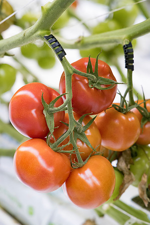 Tomato_DRTC1053_11