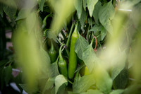 HotPepper_DonVincente_MX_0016