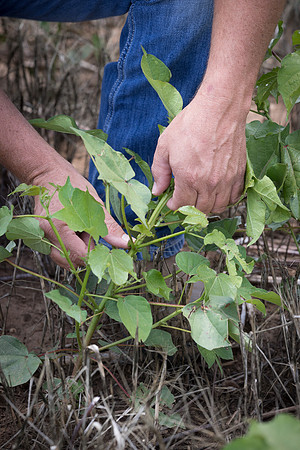 RRXCottonTexas_cdp_5379