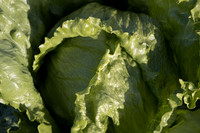 Lettuce_SV0822LG_CA_0041