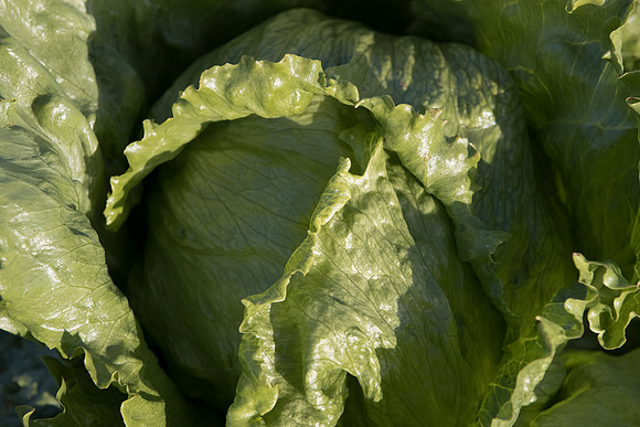 Lettuce_SV0822LG_CA_0041