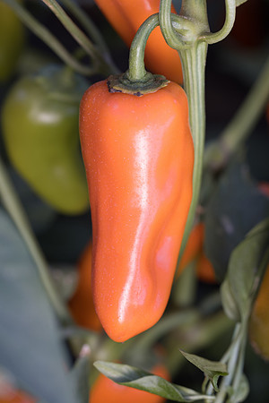 Pepper_Katzi_109