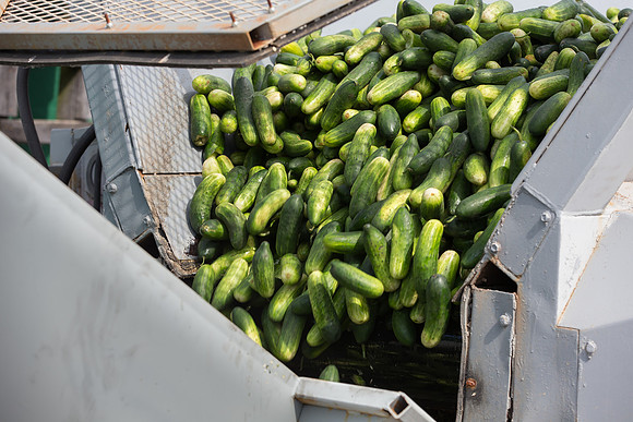 PicklingCucumber_Vlaspik_Processing_MI_0580