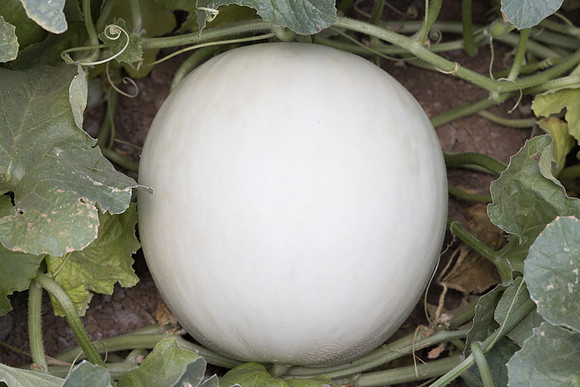 Melon_Silverbullet_24