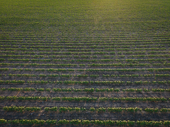 RRXCottonTexas_cdp_4445