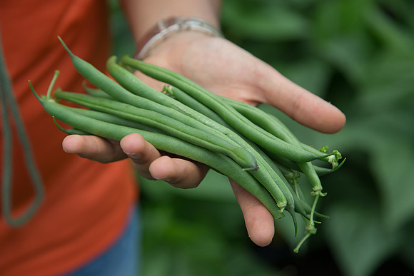 GreenBean_Sybaris_MX_0027