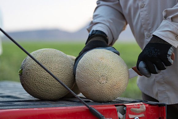 Seminis2021_AZ_983
