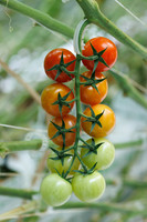 Tomato_Pelligrino_108