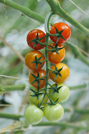 Tomato_Pelligrino_108