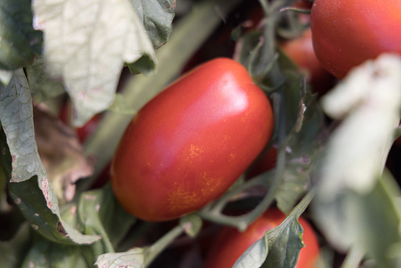 Tomato_N6475_15