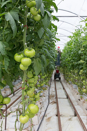 Tomato_Terero_MX_0084