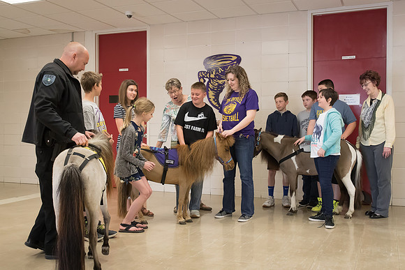 AmericasFarmers_HeartlandMiniHorses_497