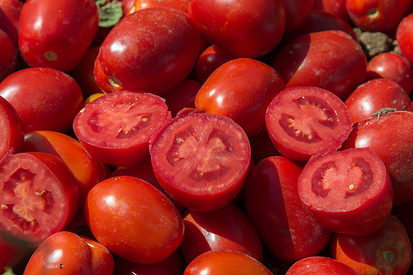 Tomato_SV2493TM_CA_00018