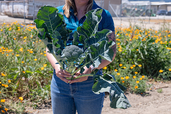 Skymark_Broccoli_56