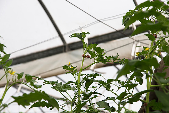 Tomato_Terero_MX_0042