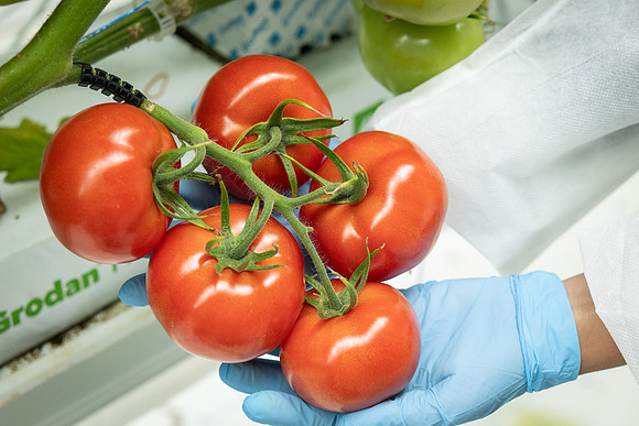 Tomatoes_DRTH1060_23