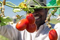 Tomato_SV8516TM_CA_00010