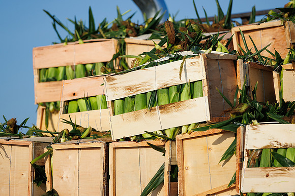 Seminis2022_FL_JEM_994