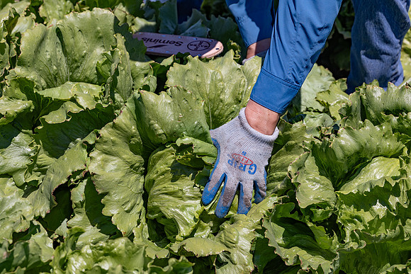 Moneyball_Lettuce_131