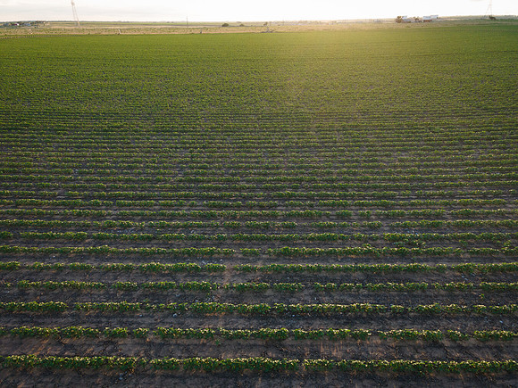 RRXCottonTexas_cdp_4446