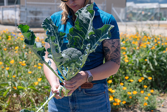 Skymark_Broccoli_67