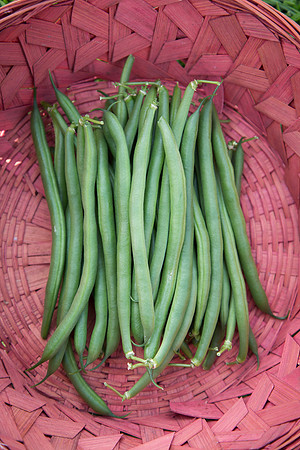 GreenBean_Sybaris_MX_0046