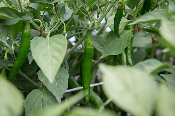 HotPepper_7073_MX_0009