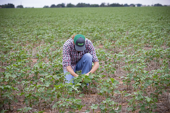 RRXCottonTexas_cdp_5091