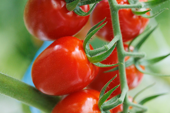 Tomato_Strabini_62