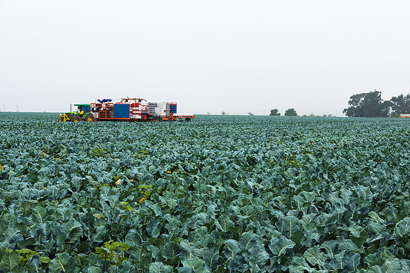 Broccoli_Harvest_CA_0001