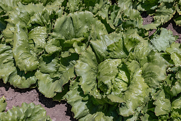 Moneyball_Lettuce_121