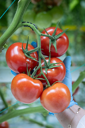 Tomatoes_DRTH1055_10