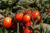 Tomato_SV0599TM_CA_00020