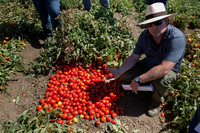 Tomato_SV0599TM_CA_00008
