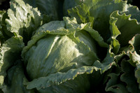 Lettuce_SV8143LG_CA_0008