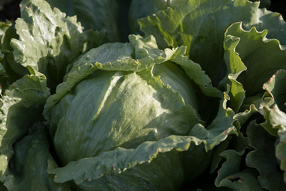 Lettuce_SV8143LG_CA_0008