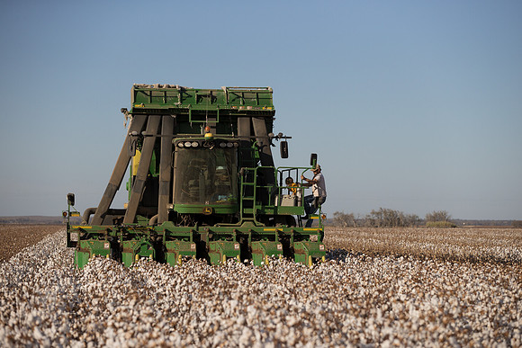 RRXCottonTexas_cdp_2930