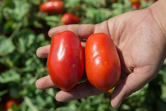 Tomato_SV2849TM_CA_00010