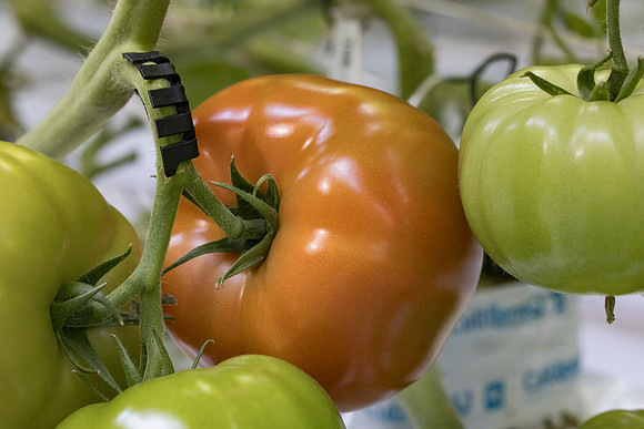 Tomato_DRTC5049_10