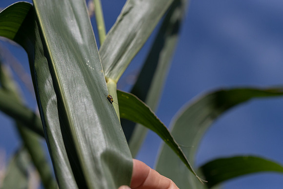 CornRootworm_41