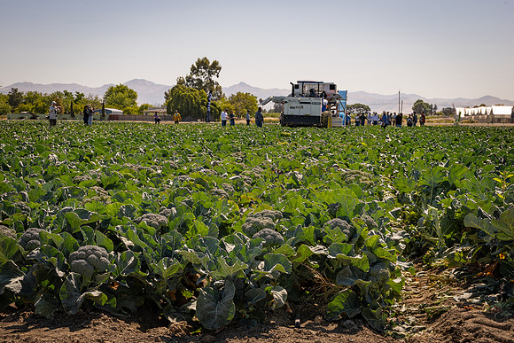CytheHarvester_SJB_FieldDay2025_116